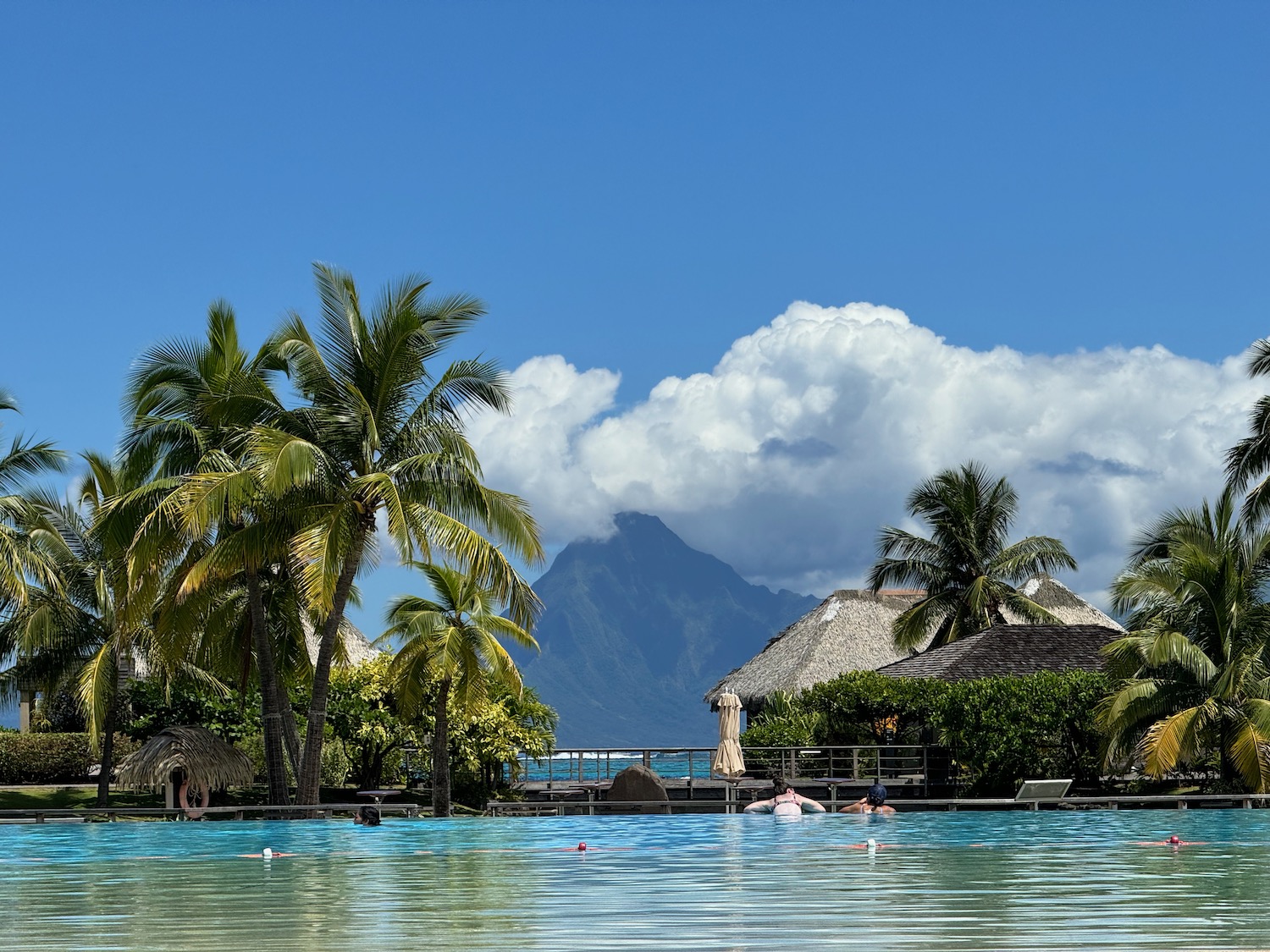 a pool with palm trees and a mountain in the background