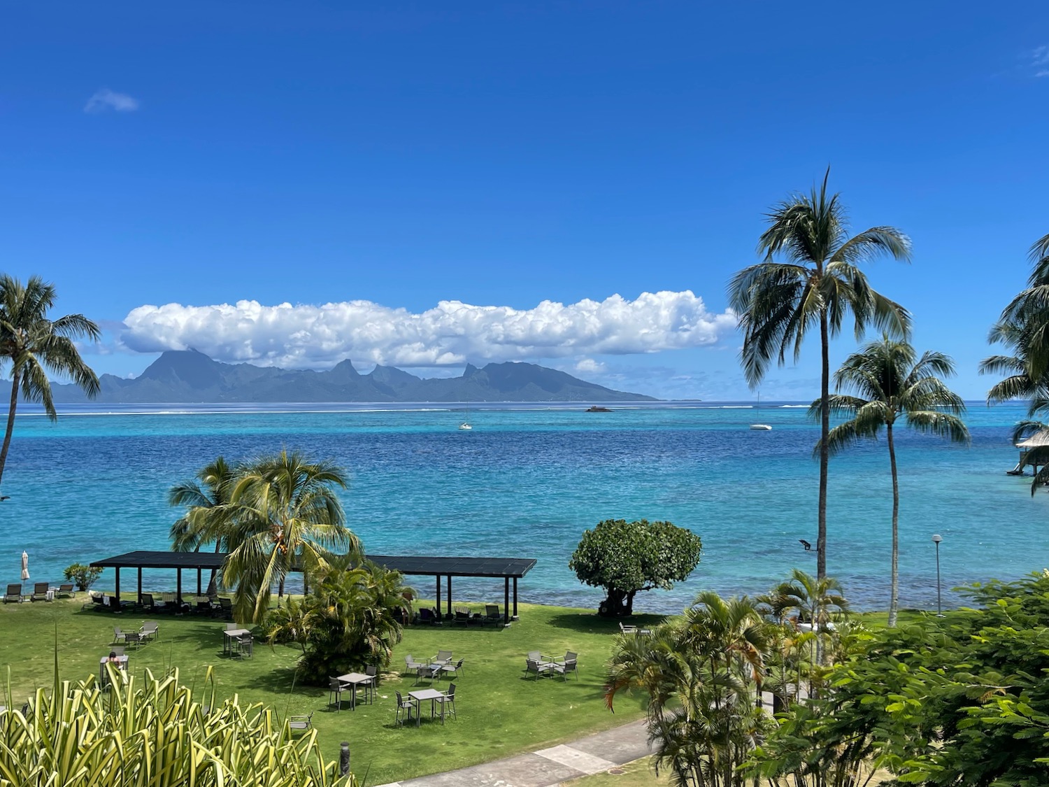 a view of a beach with a body of water and a palm tree