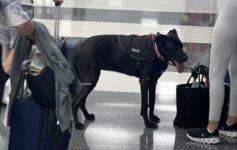 a dog standing next to a person