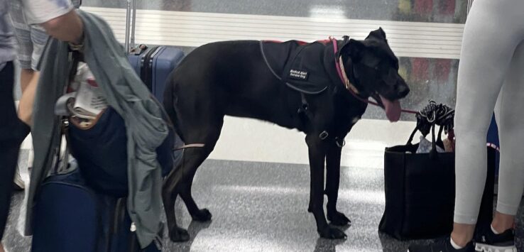 a dog standing next to a person