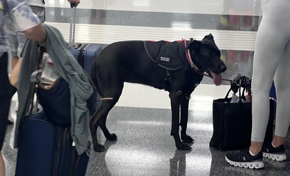 a dog standing next to a person