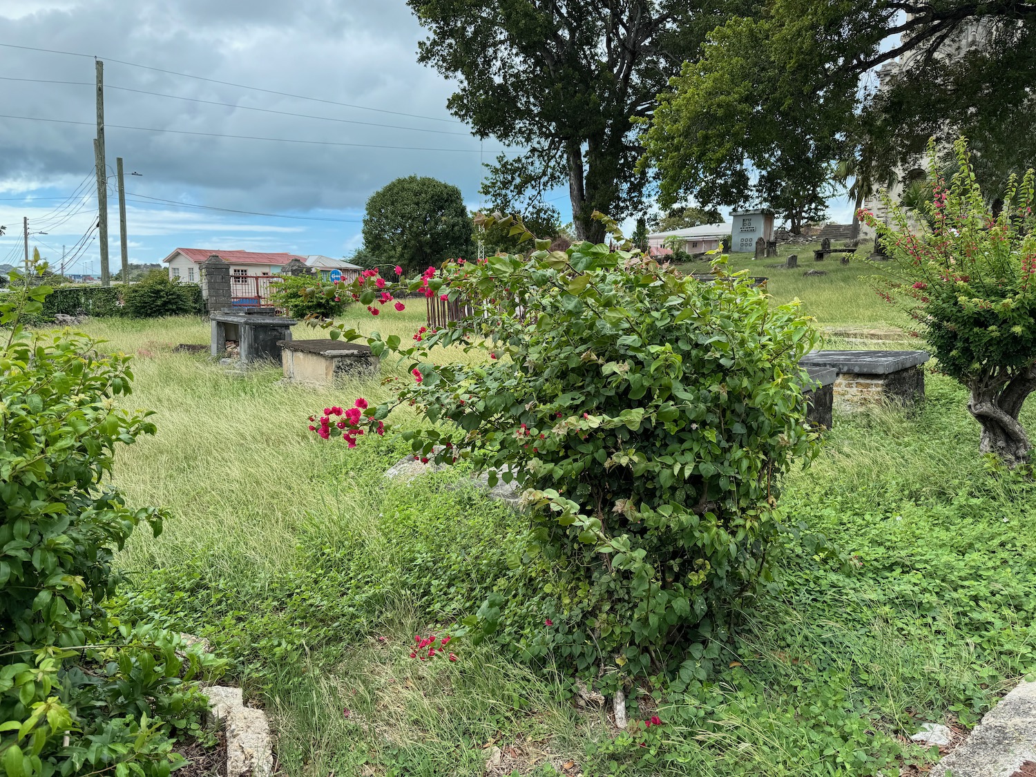 a bush in a grassy field