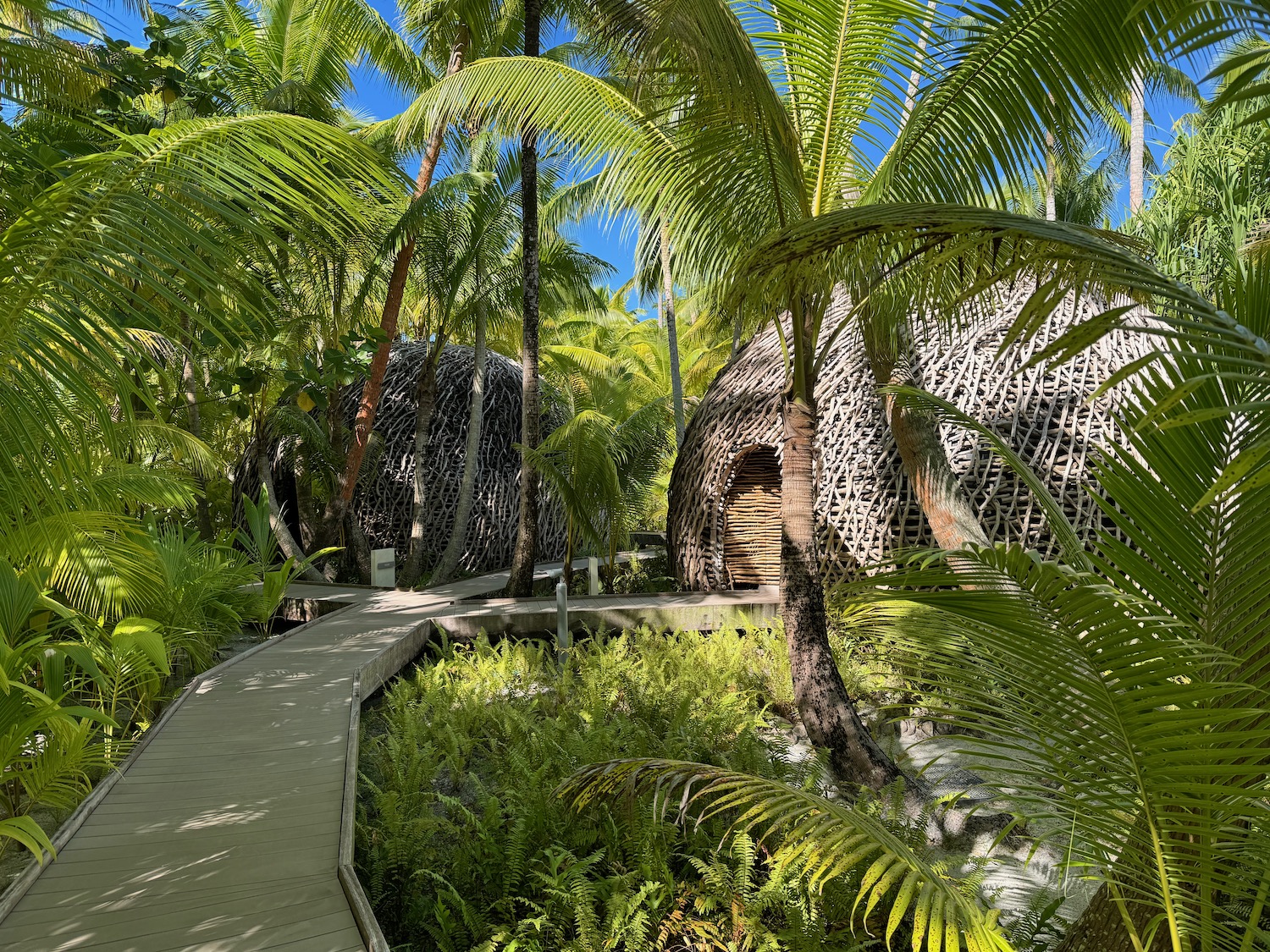 a walkway through a tropical forest