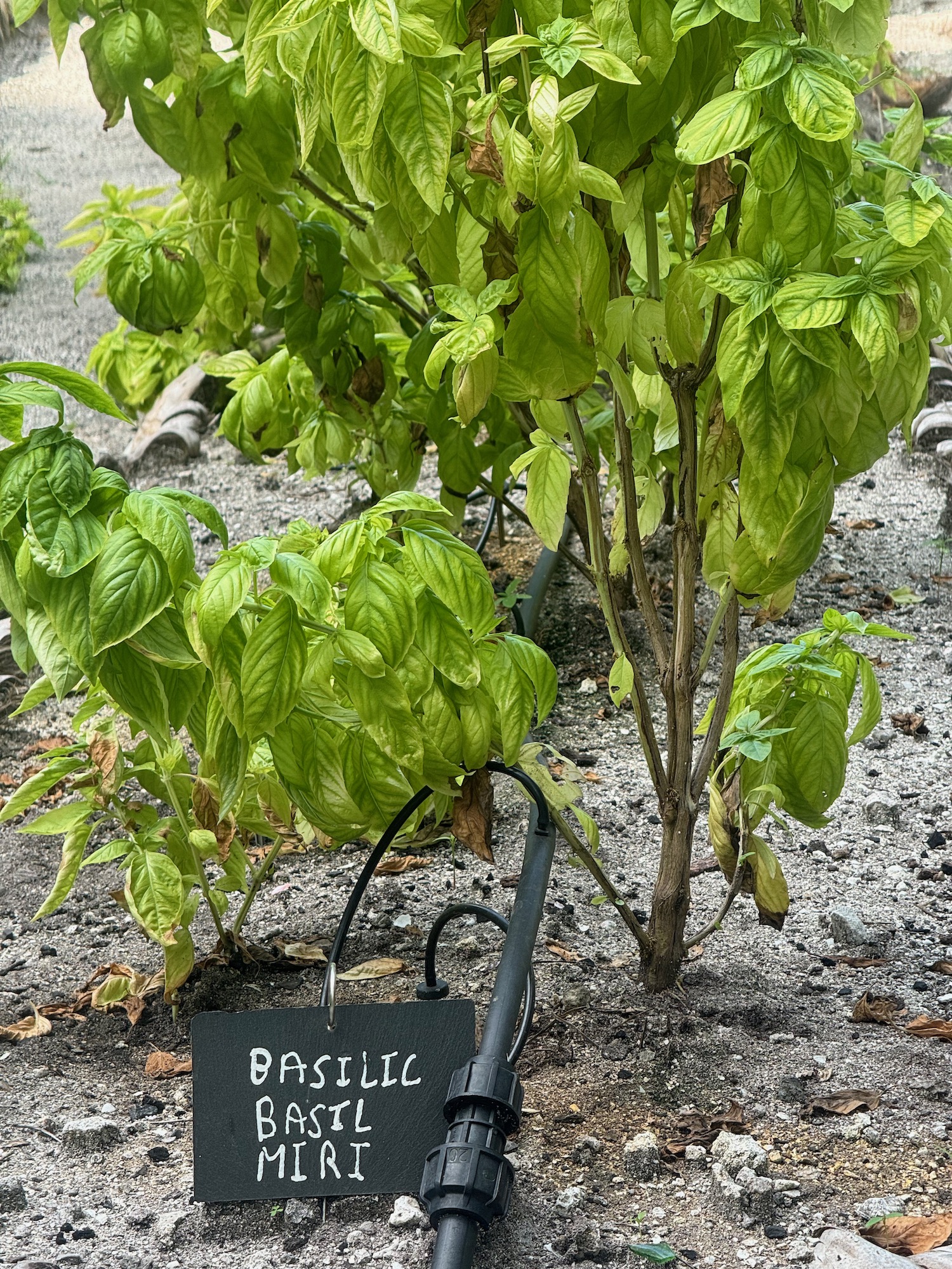 a plant with a sign in the middle