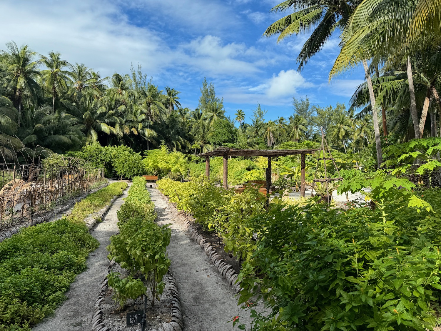 a garden with trees and plants