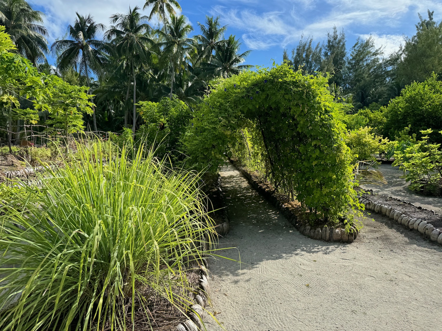 a path with plants and trees in the background