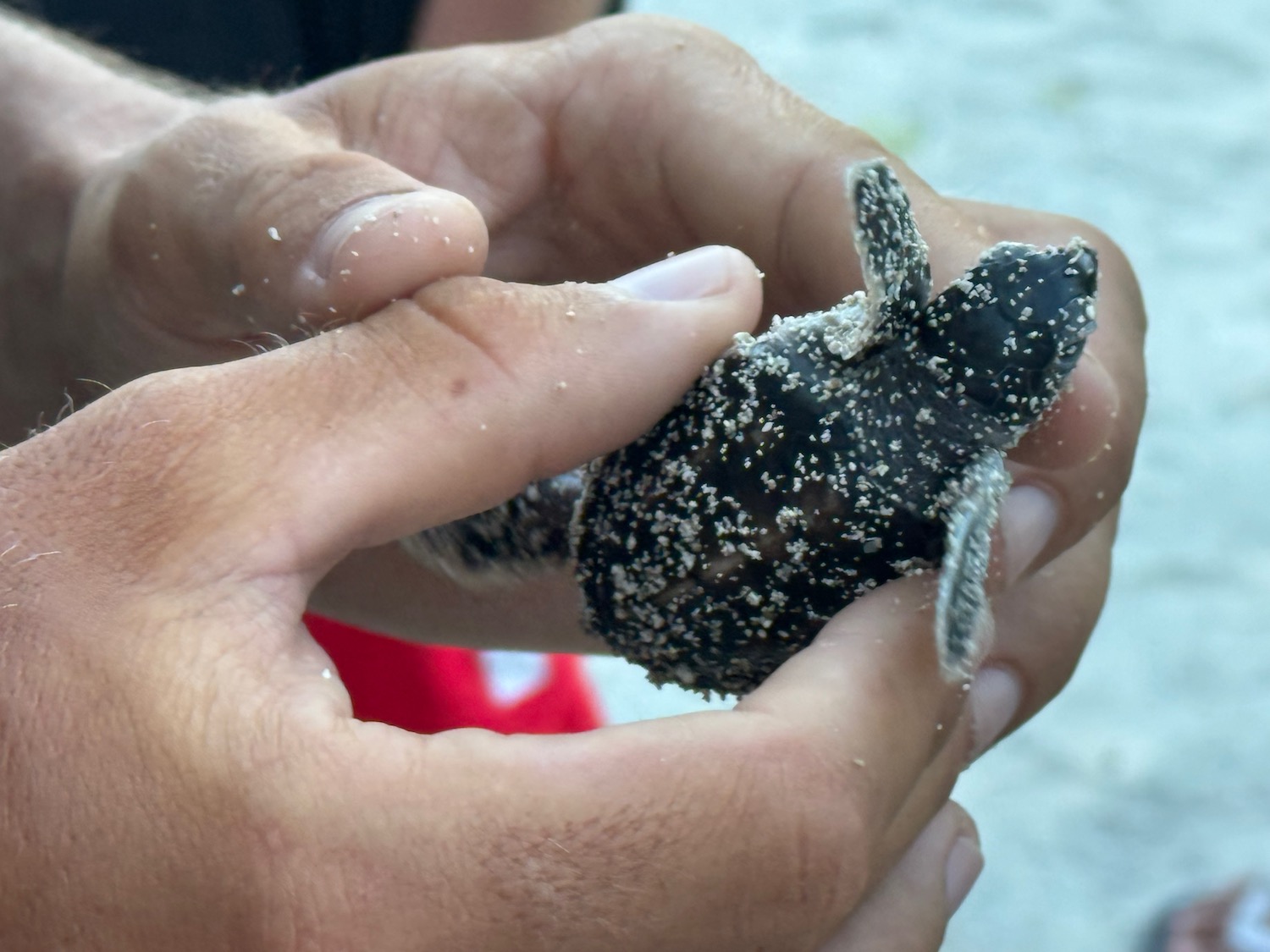 a person holding a small turtle