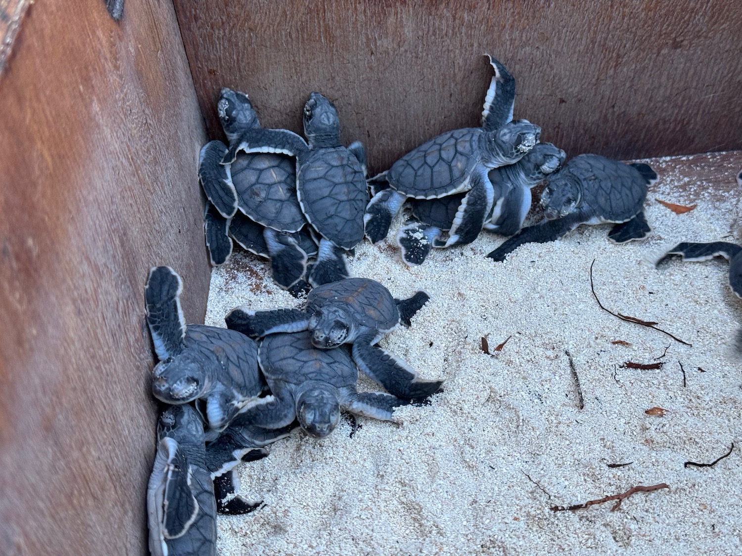 a group of baby turtles in a box