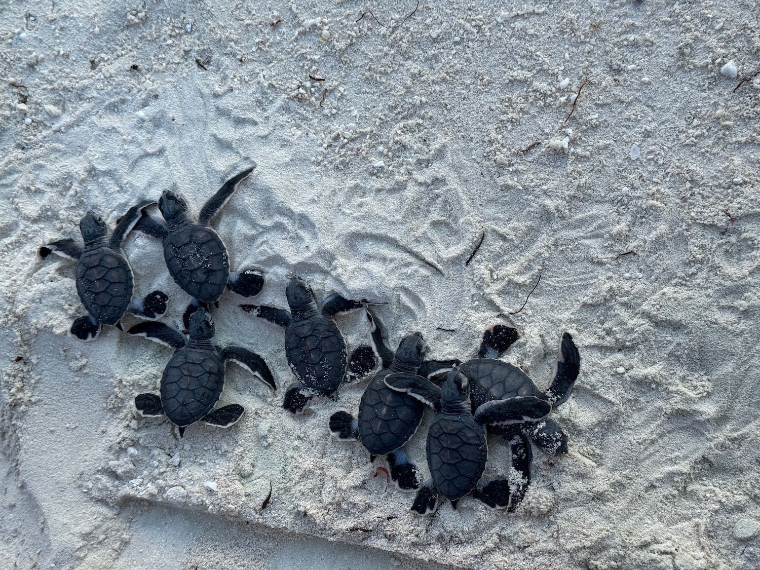 a group of baby turtles on sand