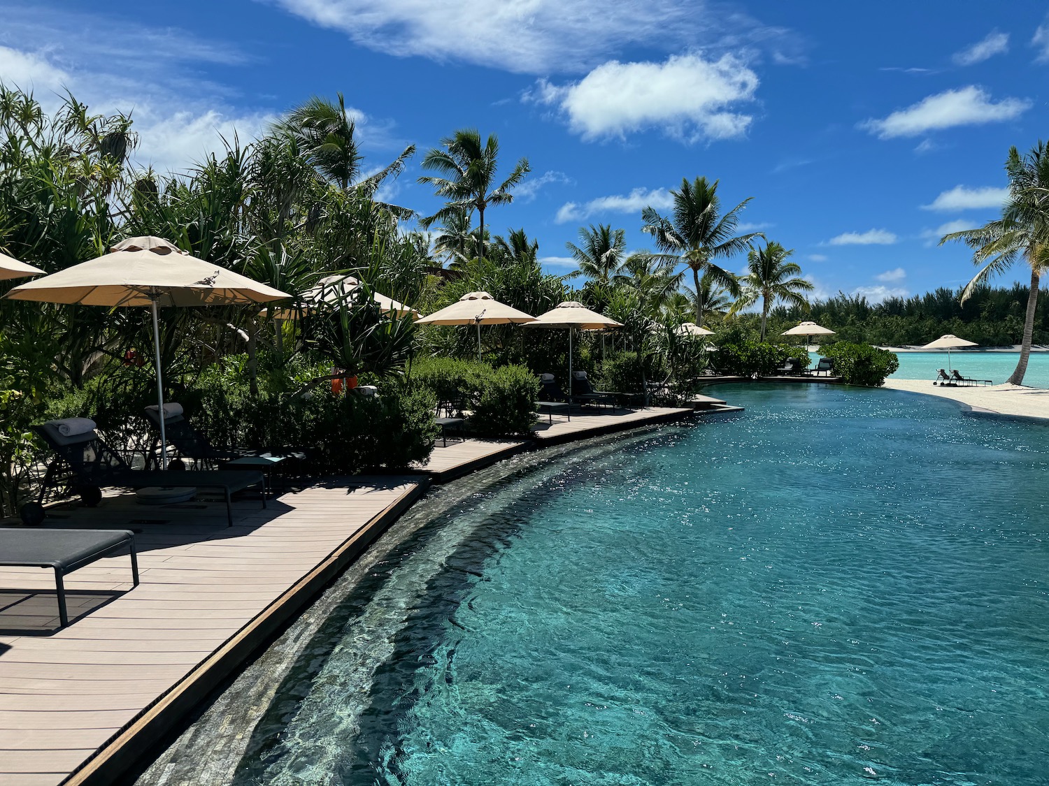 a pool with umbrellas and trees