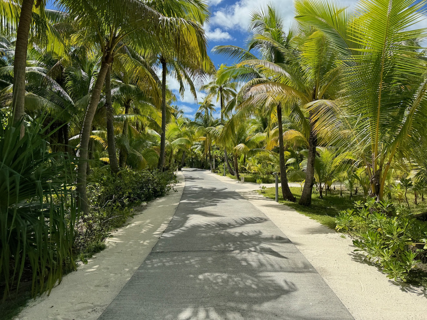 a path with palm trees and bushes