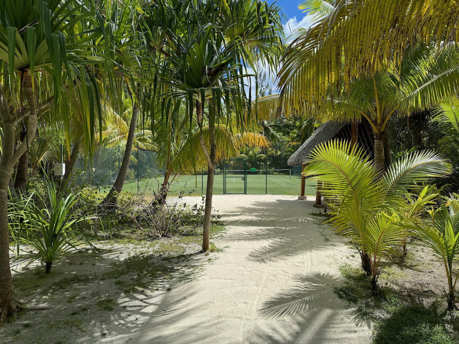 a dirt path with palm trees and a fence