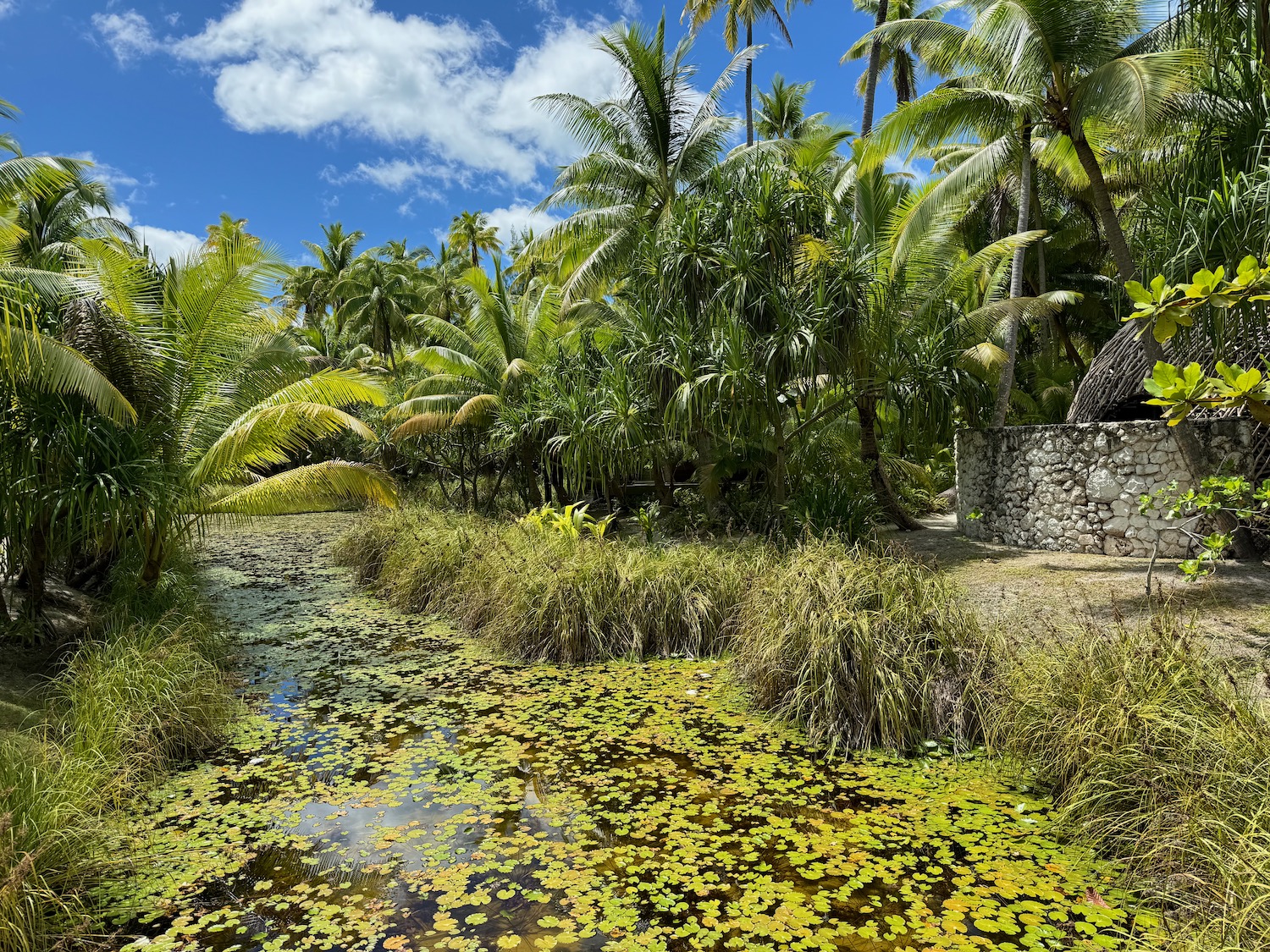 a stream with lily pads and palm trees