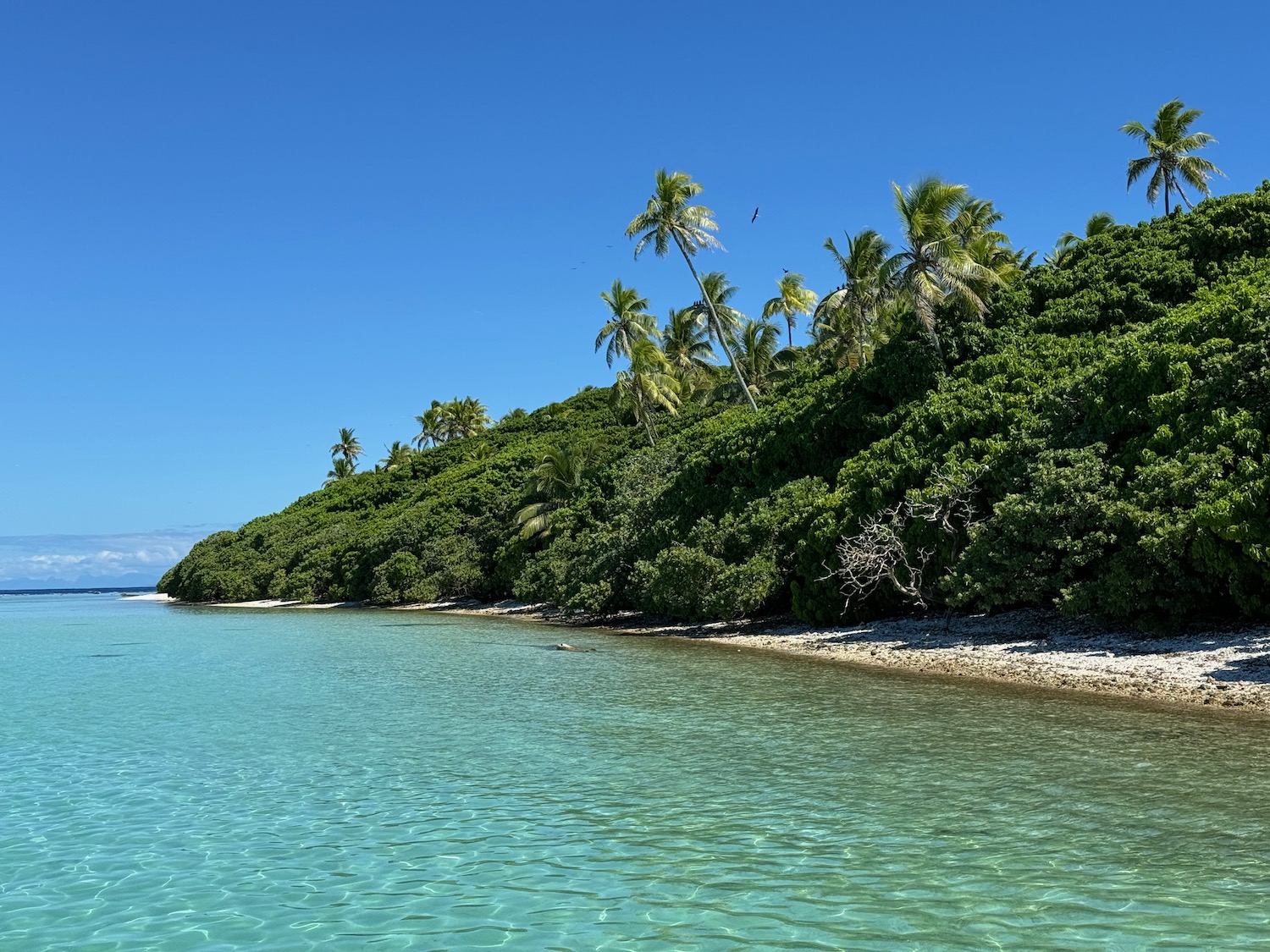 a beach with trees and water