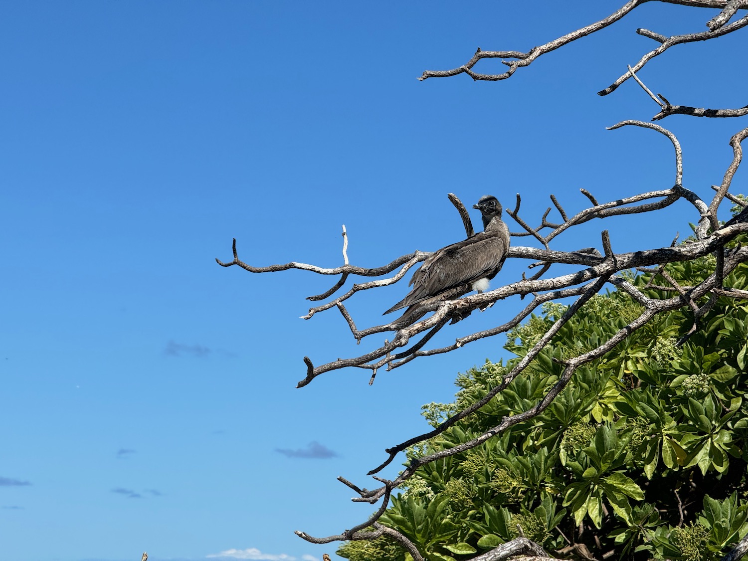 a bird sitting on a tree branch