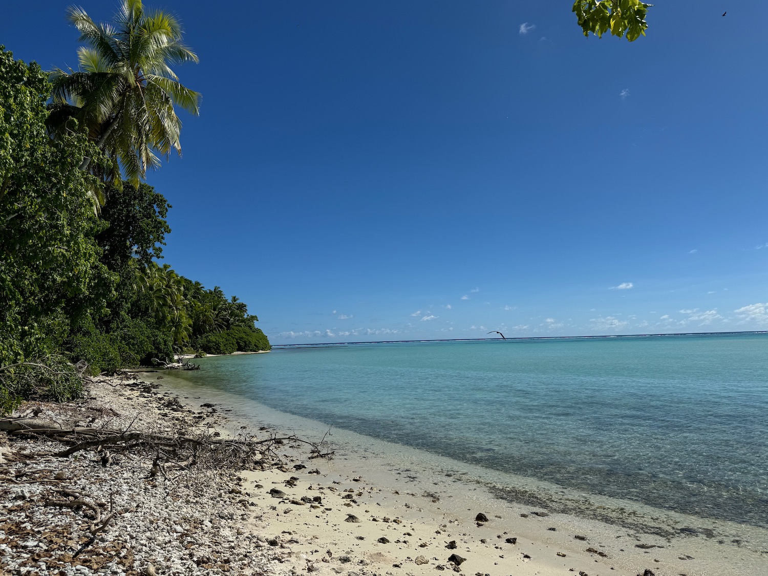 a beach with palm trees and blue water