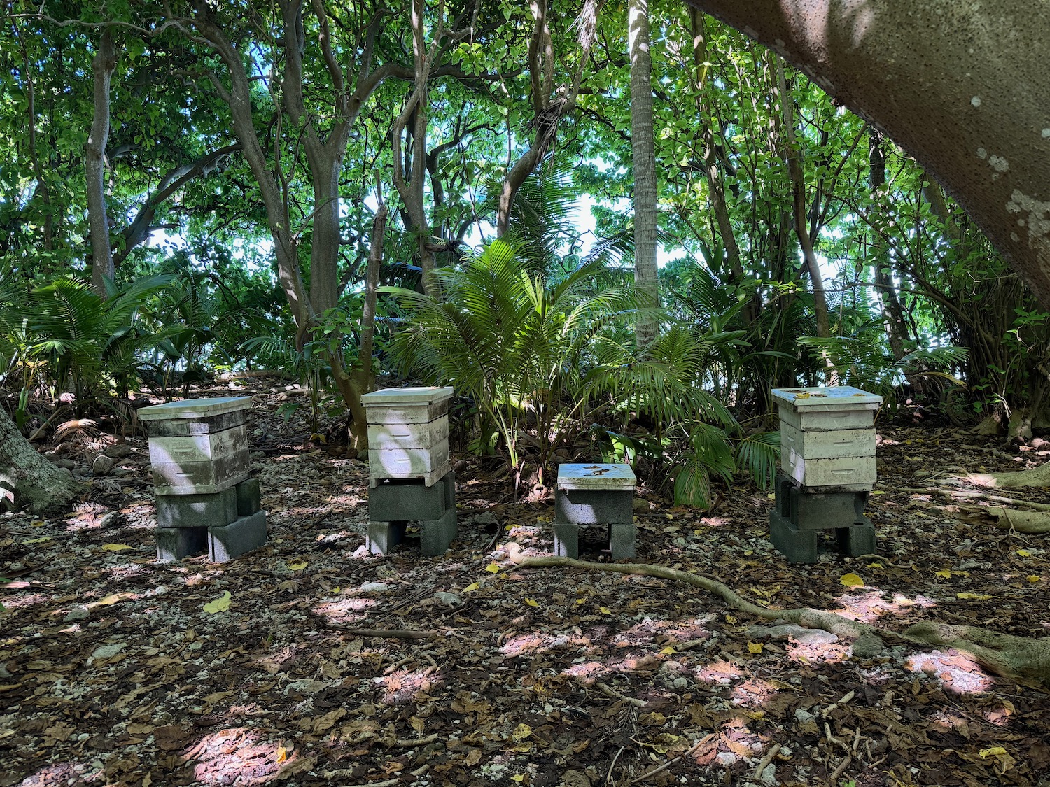 a group of beehives in a forest