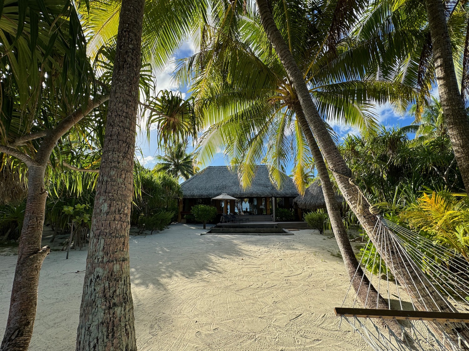 a hammock between palm trees on a sandy beach