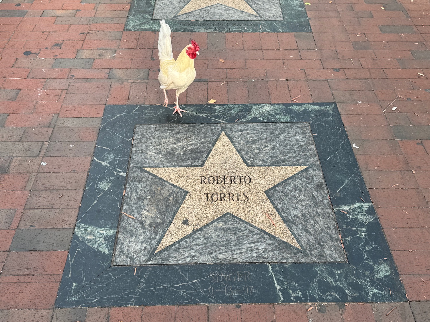 a chicken standing on a star on a brick walkway with Hollywood Walk of Fame in the background