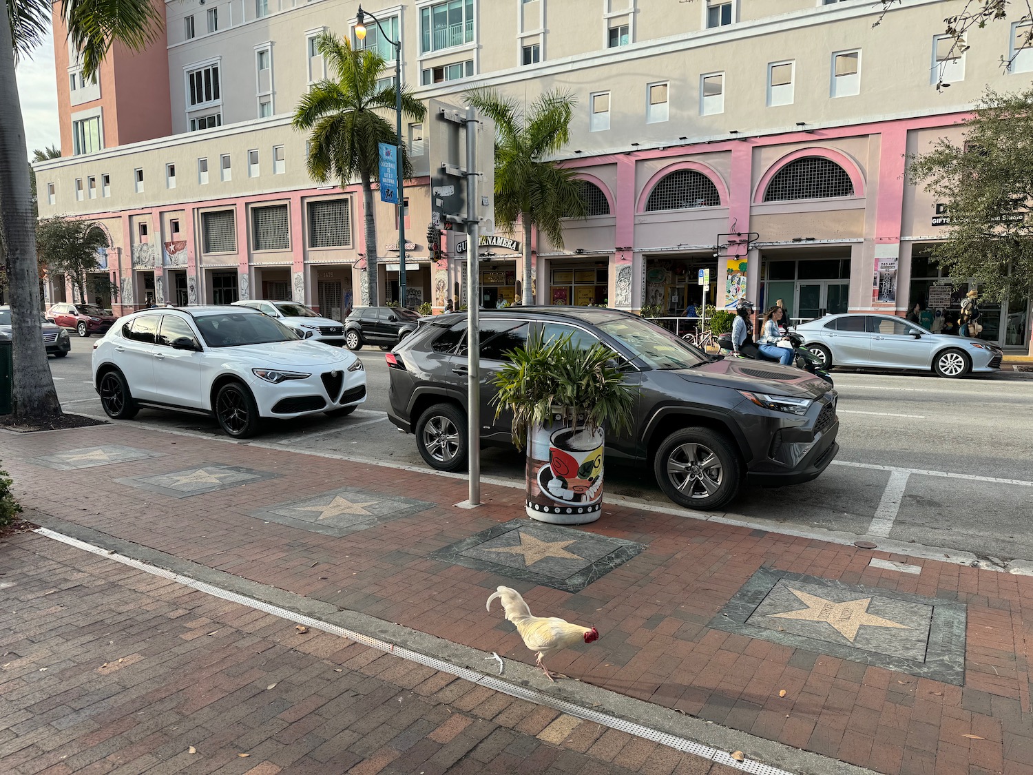 a chicken walking on a sidewalk next to cars and buildings