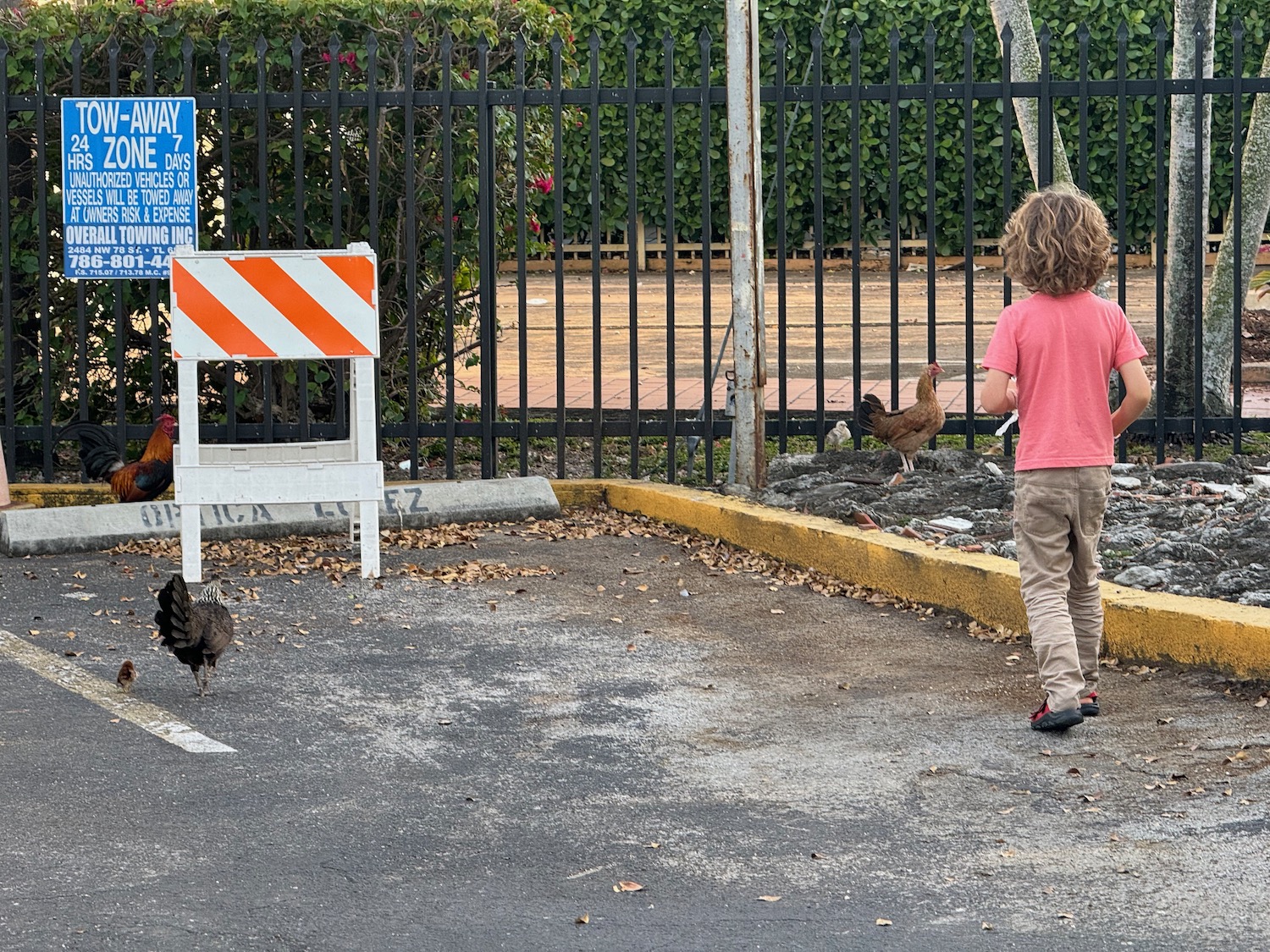 a child walking by a fence with chickens