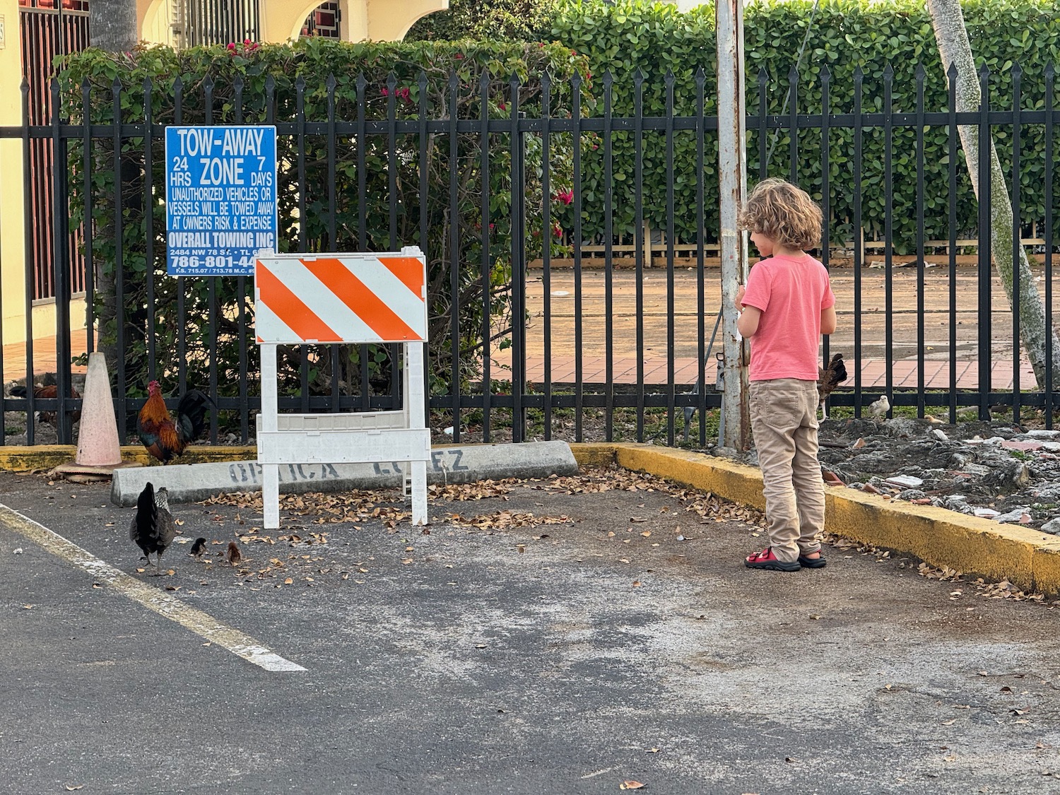 a child standing in a parking lot with chickens