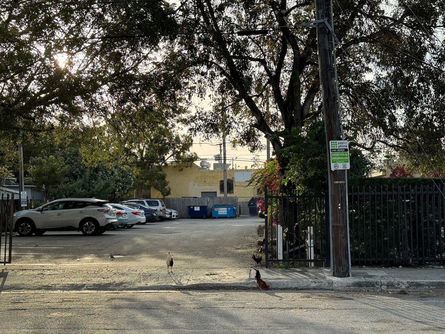 a group of birds on a street