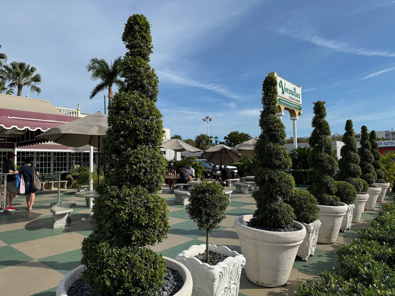 a group of trees in pots