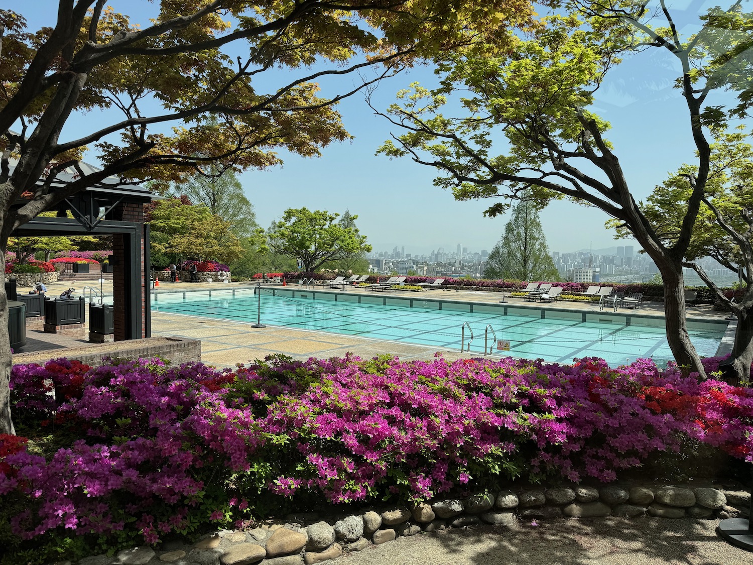 a swimming pool with flowers and trees