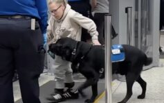 Real Airplane Service Dog