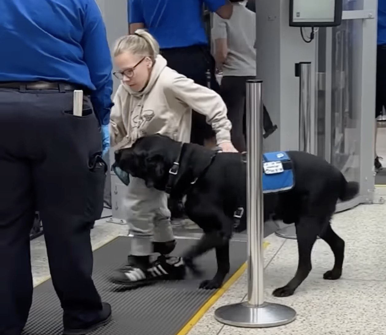 Here s What A REAL Service Dog Looks Like On An Airplane. Live and Let s Fly