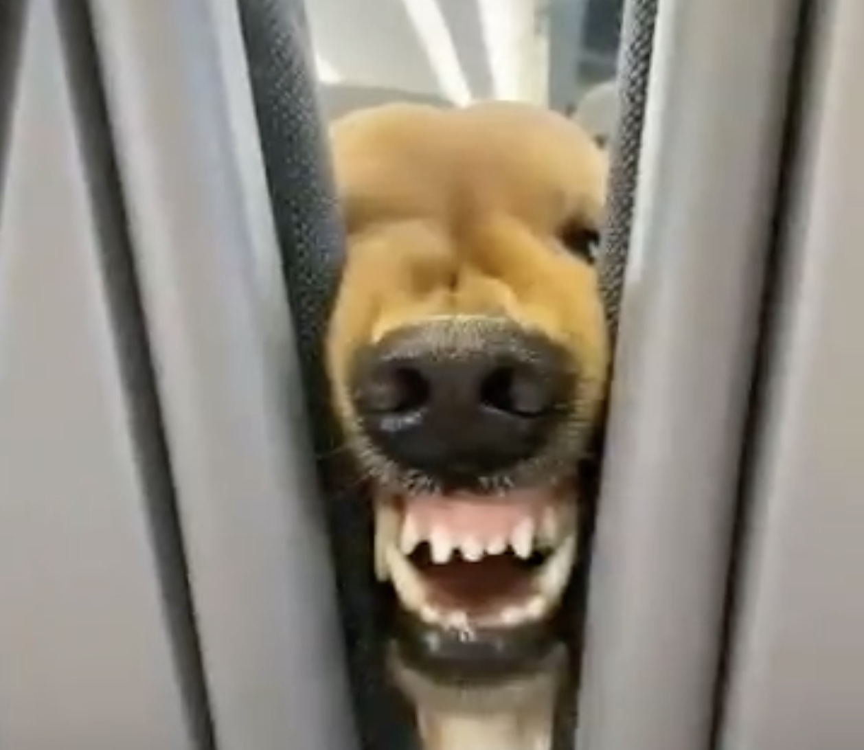a dog with its mouth open