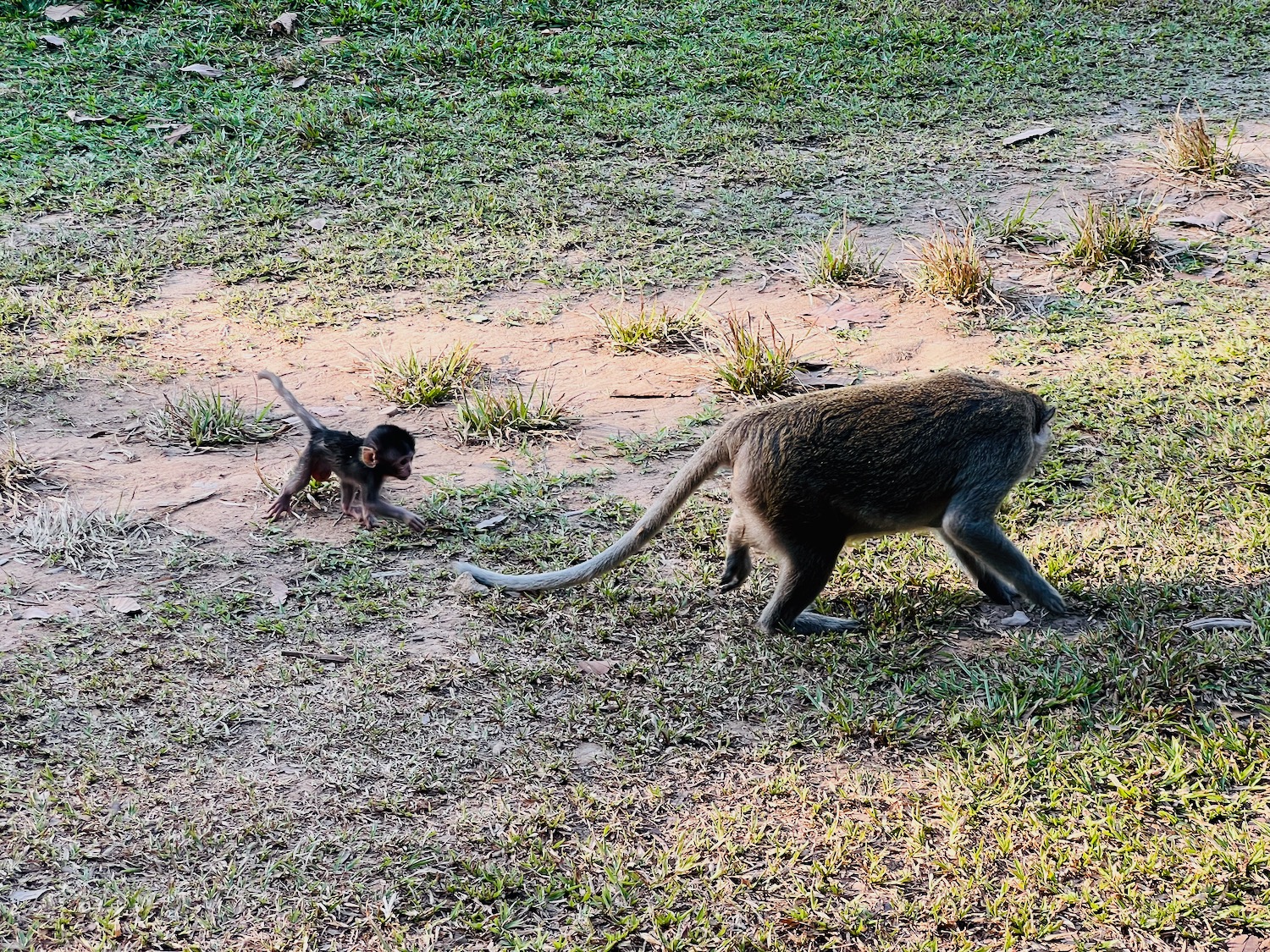 a monkey walking on the ground