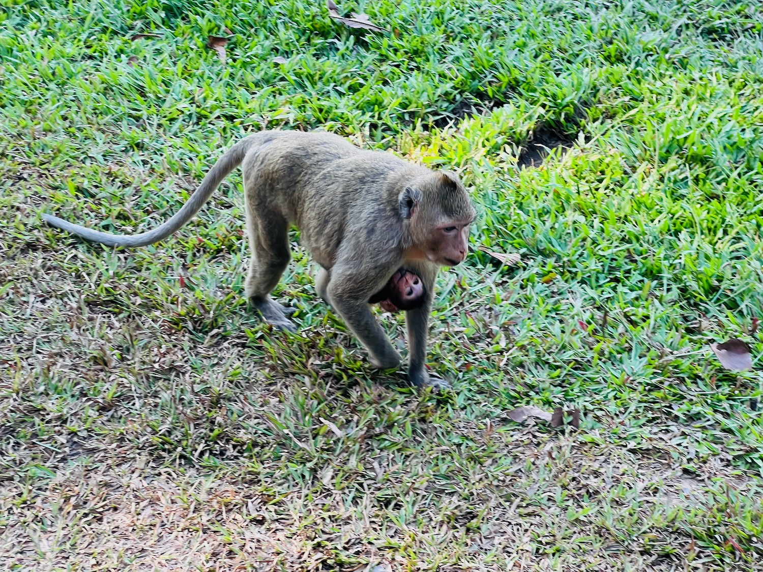 a monkey carrying a baby monkey