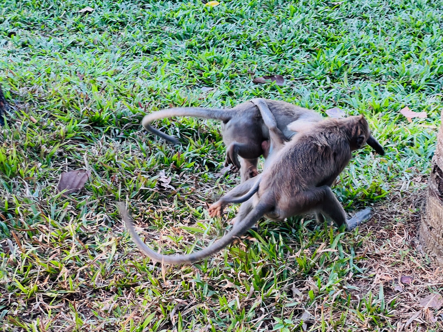 a group of monkeys playing in the grass