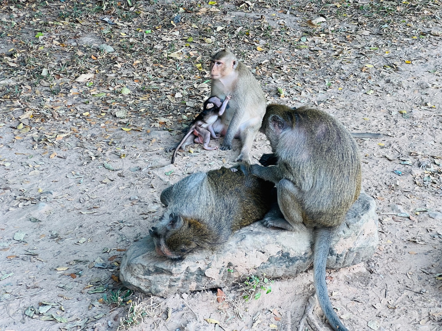 a group of monkeys sitting on a rock