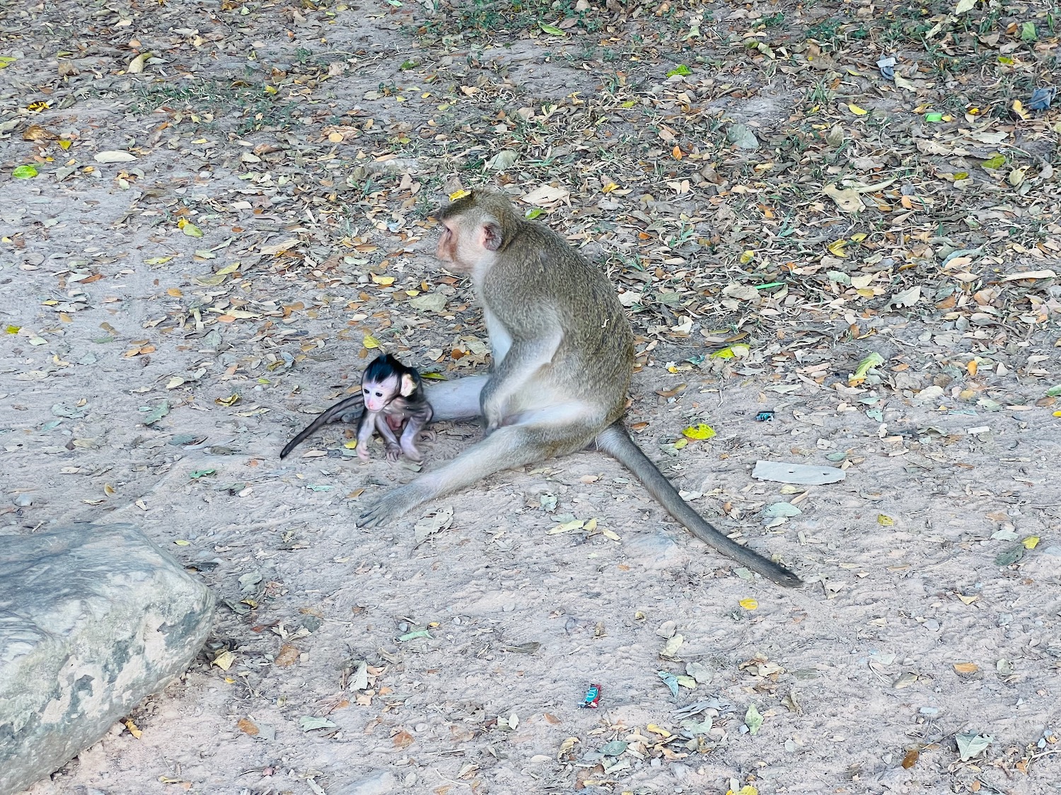 a monkey sitting on the ground with a baby monkey