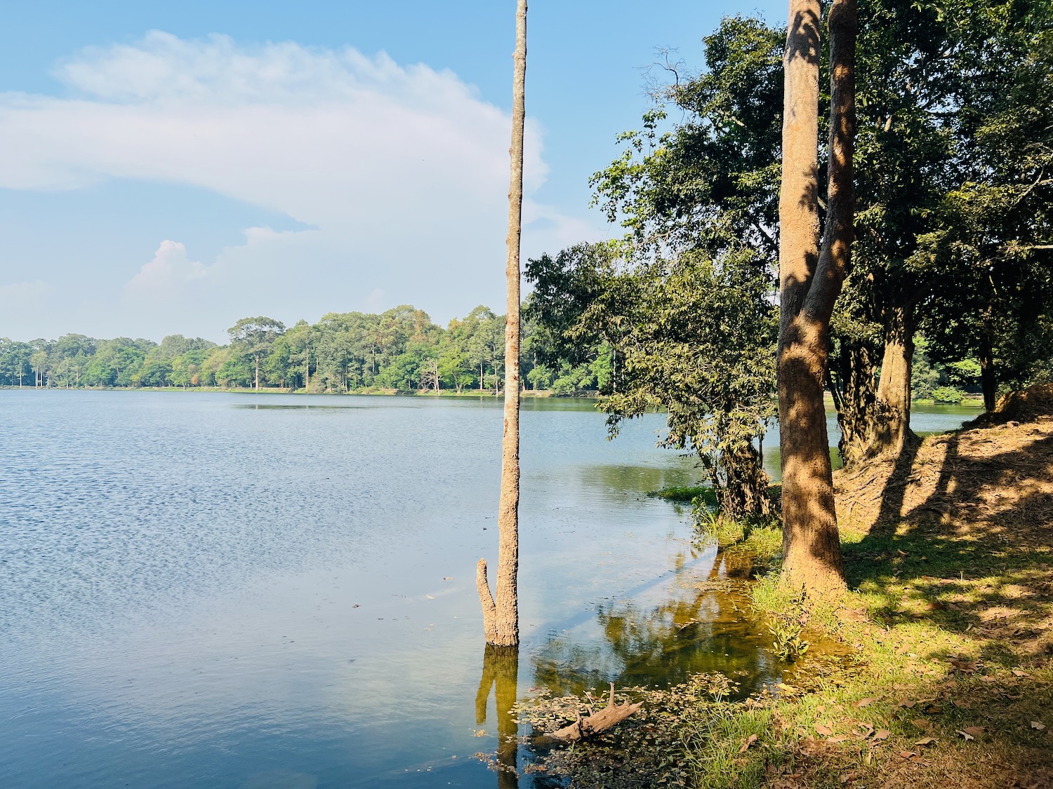 a lake with trees and grass