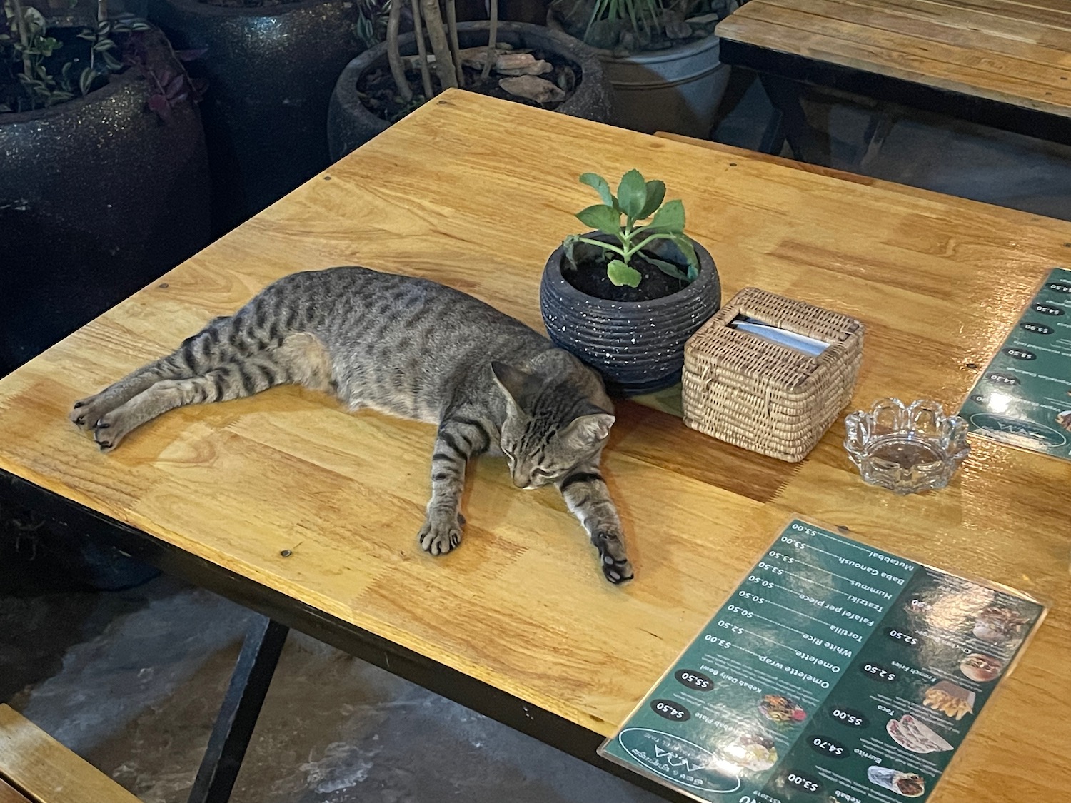 a cat lying on a table