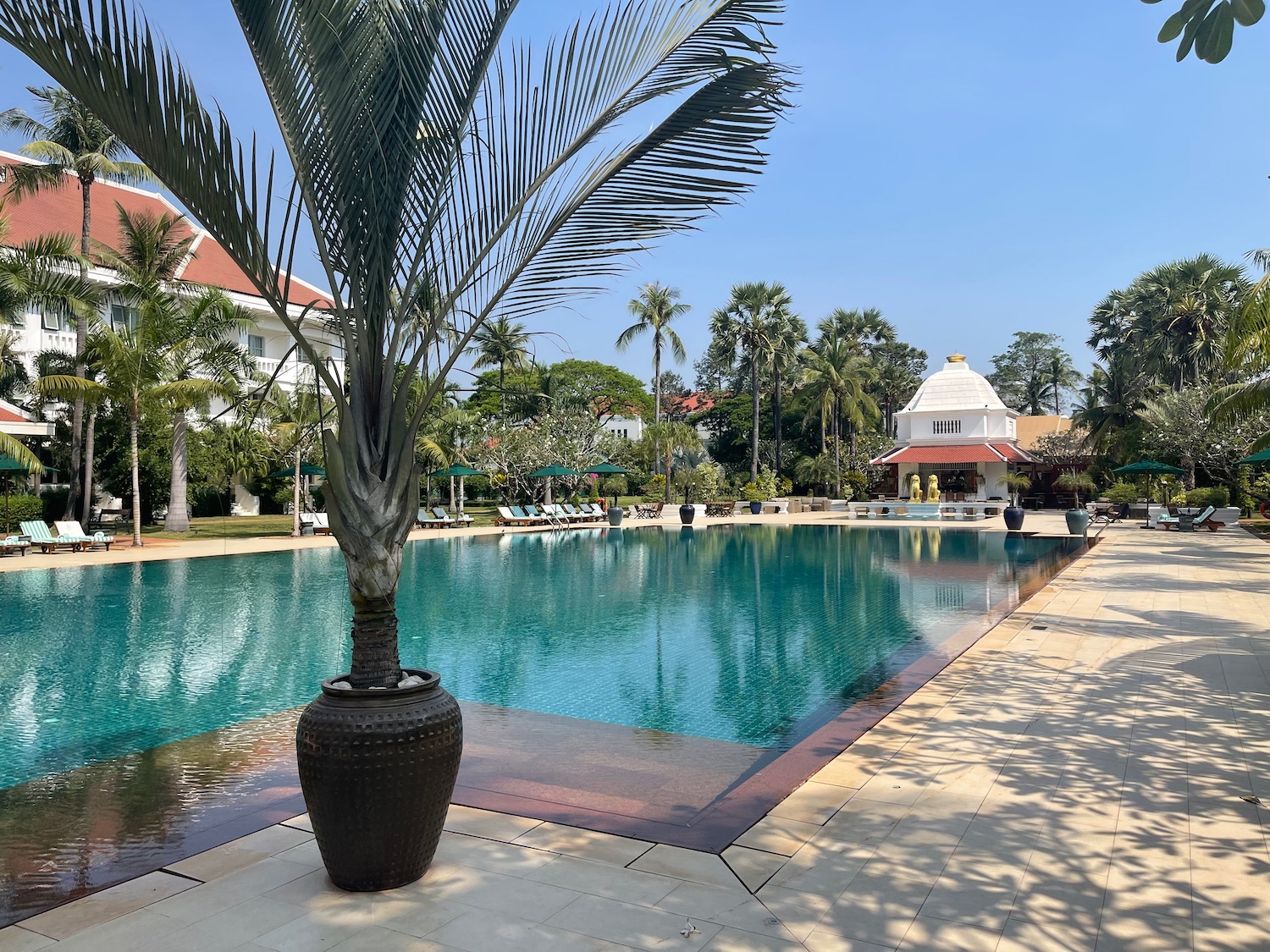 a pool with a palm tree in it