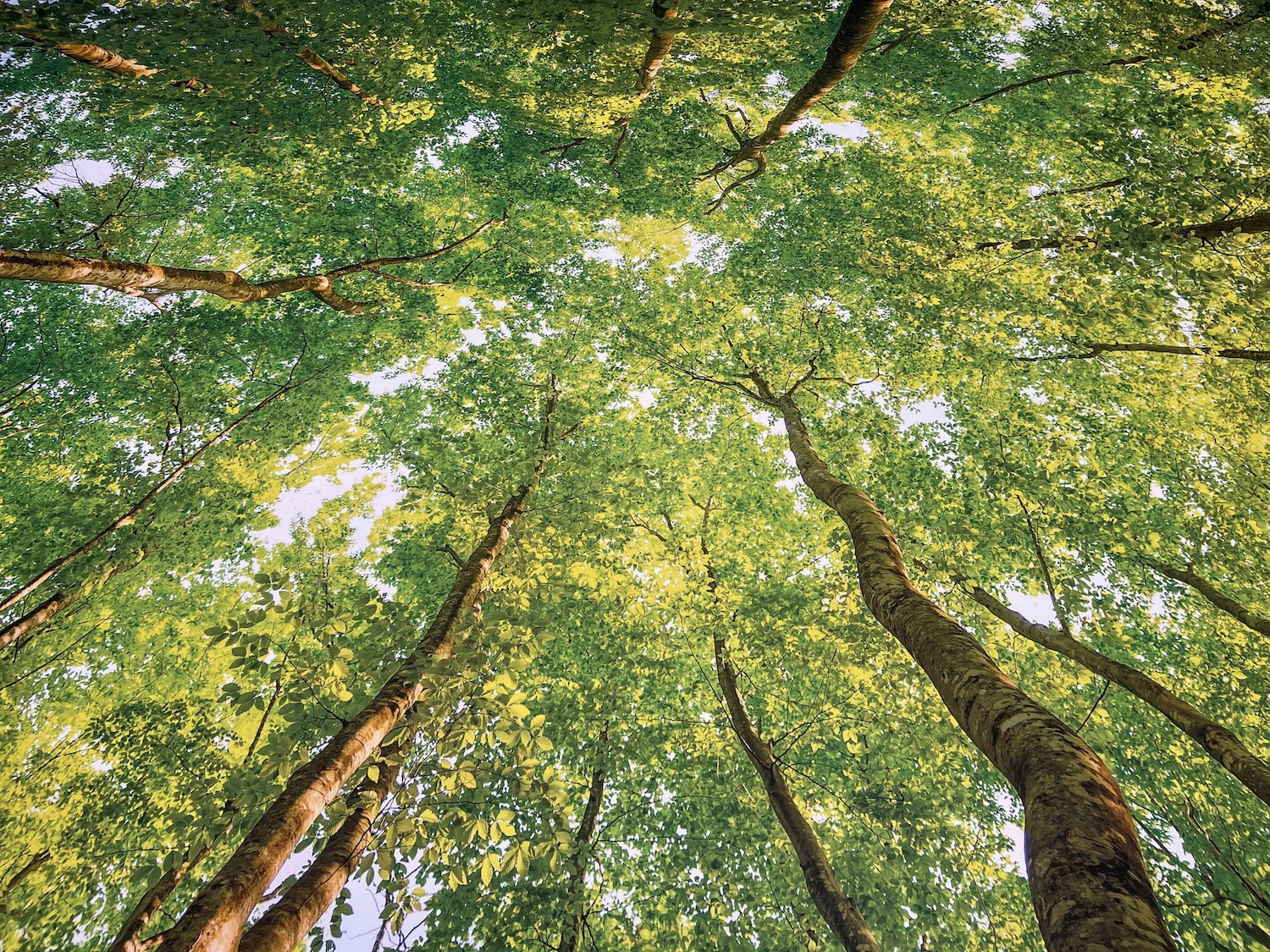 looking up view of trees with green leaves