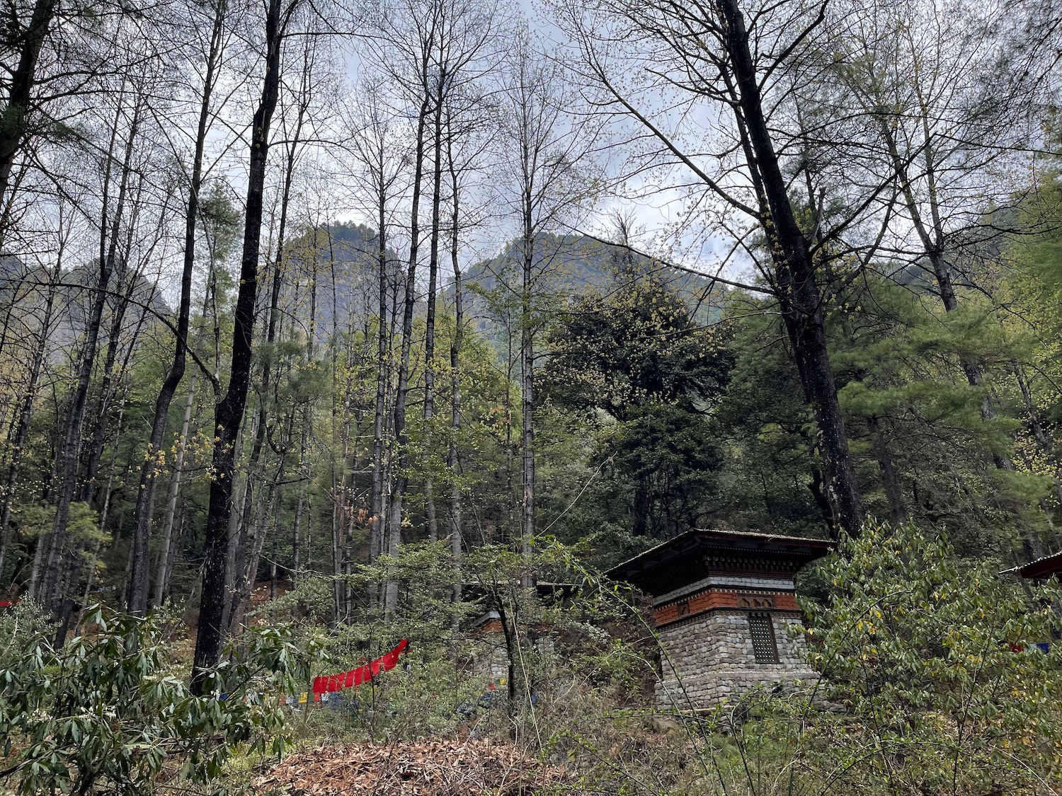 a small building in the woods