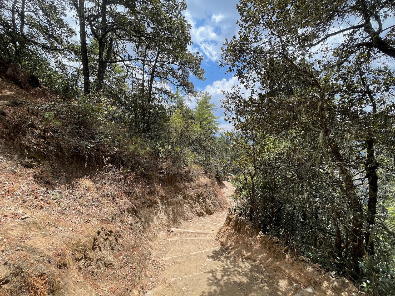 a path in a forest