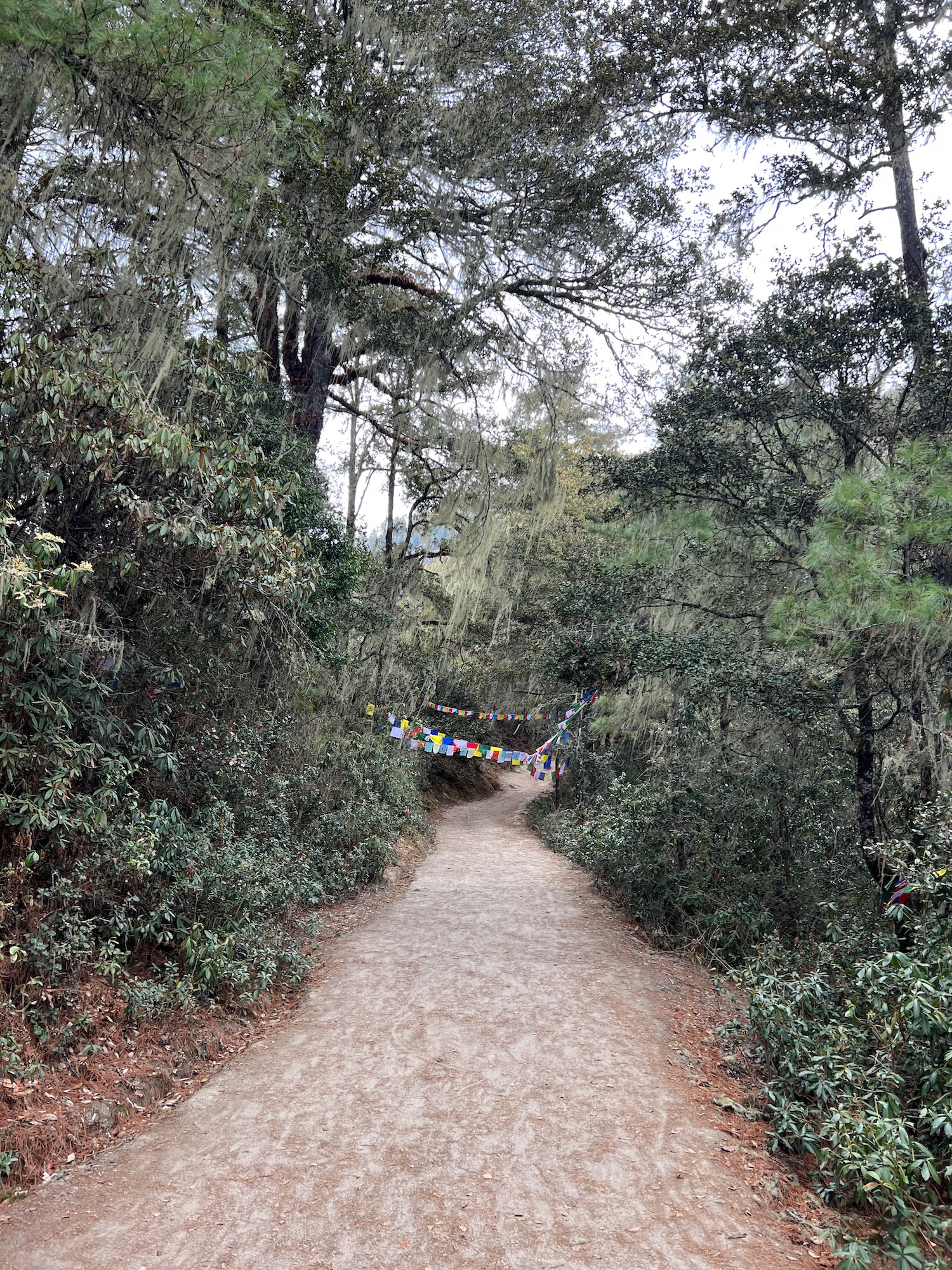 a path through a forest