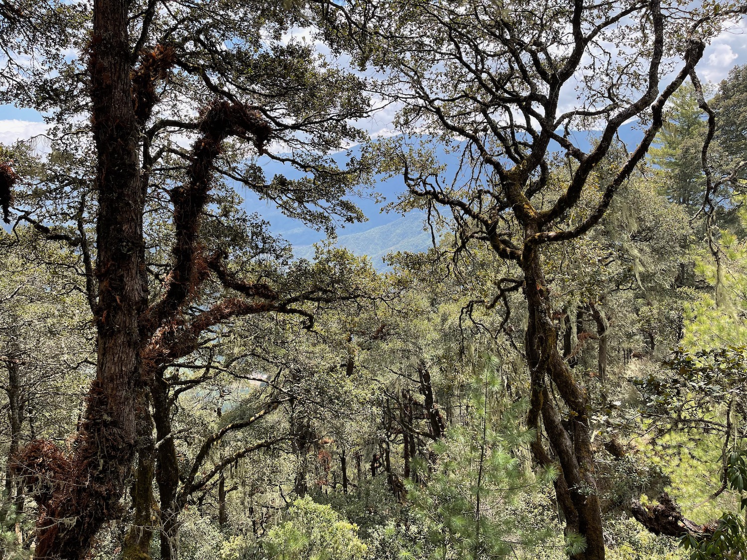 a forest with trees and mountains in the background