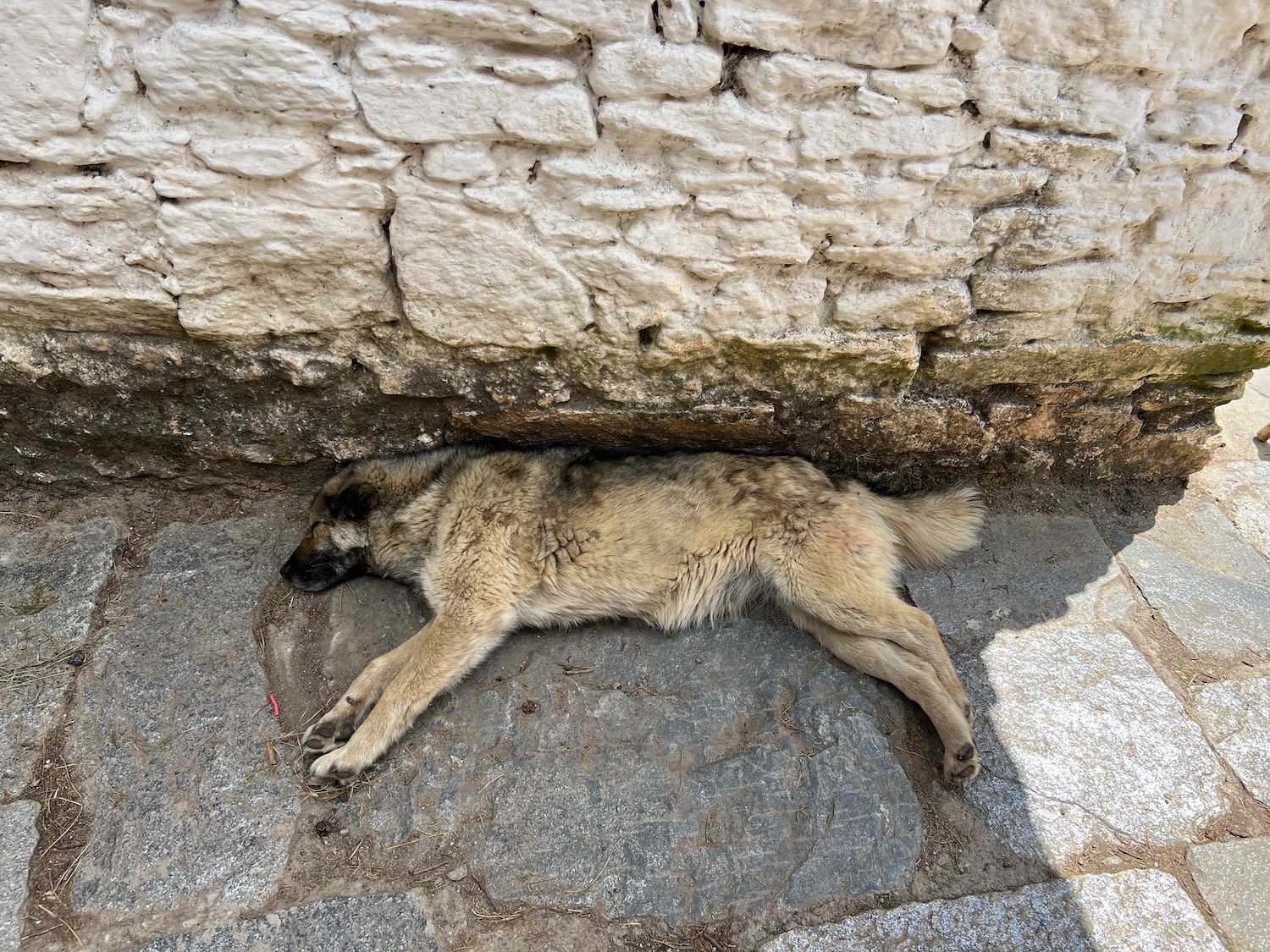 a dog lying on the ground