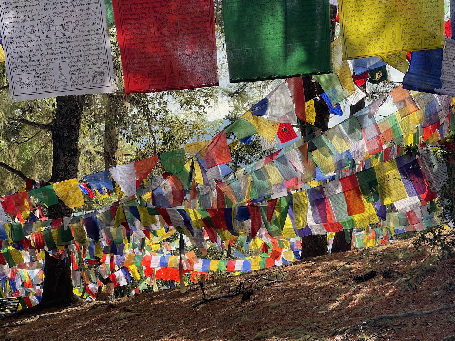 a group of colorful flags from a tree