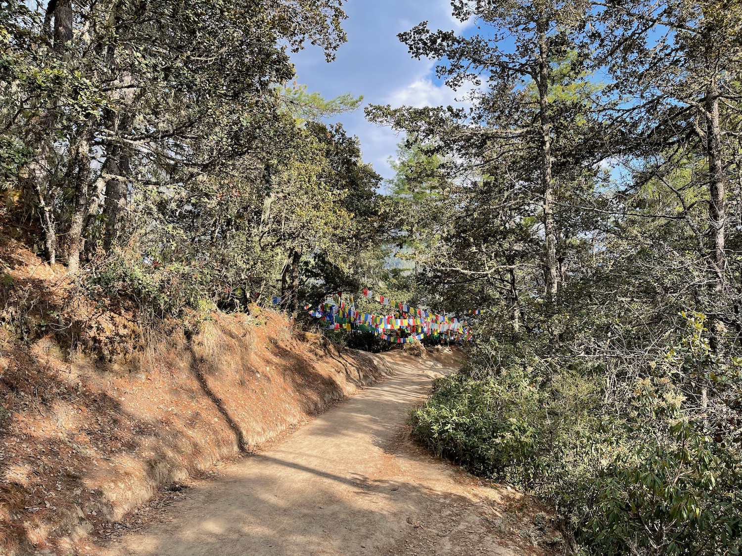 a dirt path through a forest