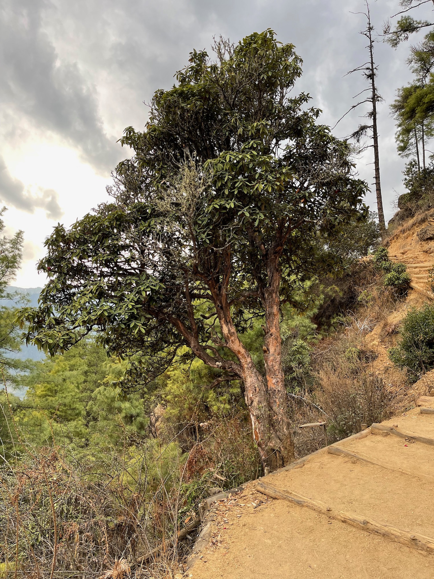 a tree on a hill