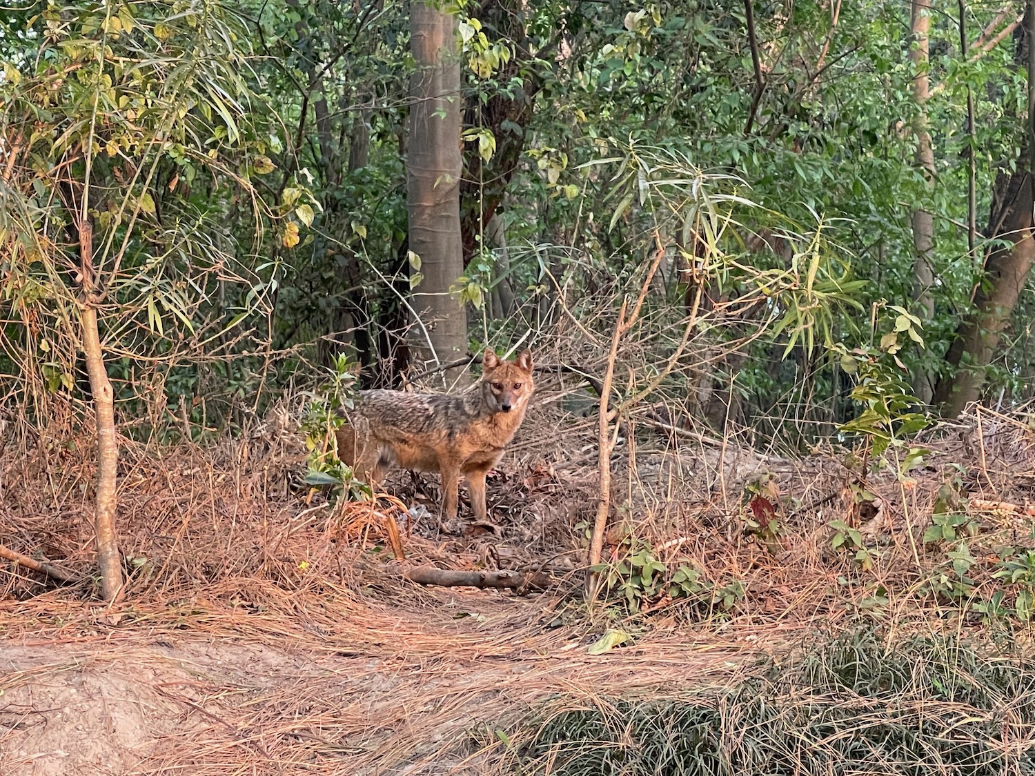 a wild animal in the woods